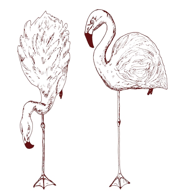 Flamingo rosa Aves vetoriais desenhadas à mão esboçar gráfico estilo vintage phoenicopteridae Animal tropical