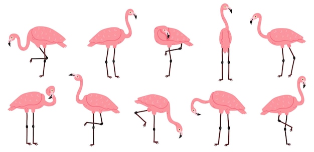 Vetor flamingo rosa. conjunto de vetores de pássaros exóticos de flamingos, penas rosas e personagens animais africanos