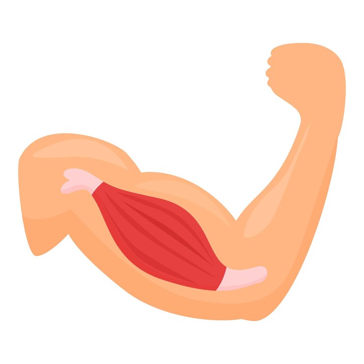 Vetor flex forte ícone muscular vetor desenho animado braço bíceps mão de fibra