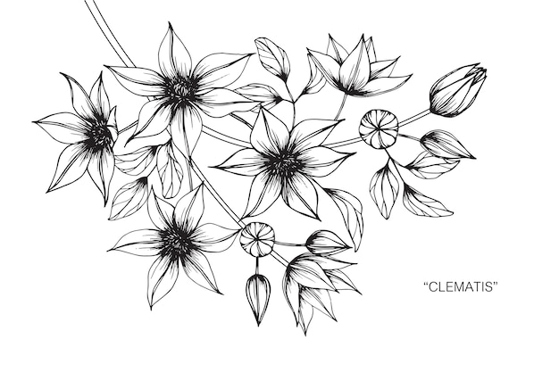 Flor Clematis