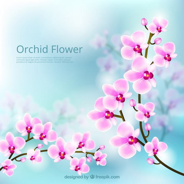 Flor da orquídea bonito do fundo