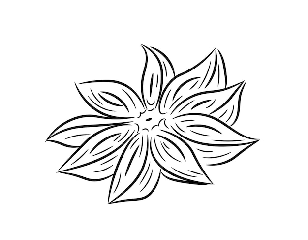 Flor de anis desenhada à mão. estrela de anis em estilo doodle. ilustração em vetor isolado.