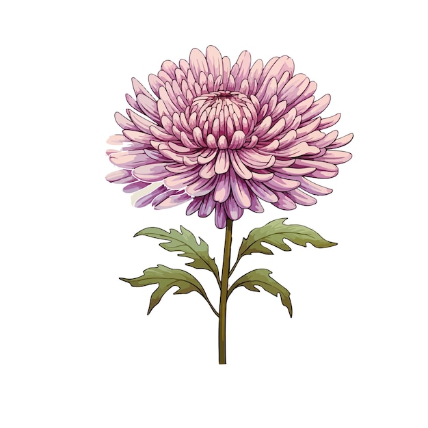 Vetor flor de aster desenhada à mão por vetor livre