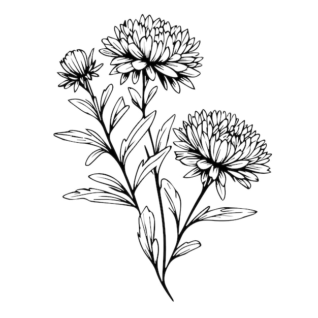 Flor de áster isolada clipart de aster desenhada à mão flor de áster páginas para colorir de flor de áster para adultos