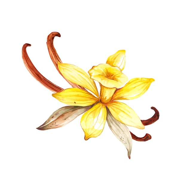 Flor de baunilha em aquarela isolada no branco