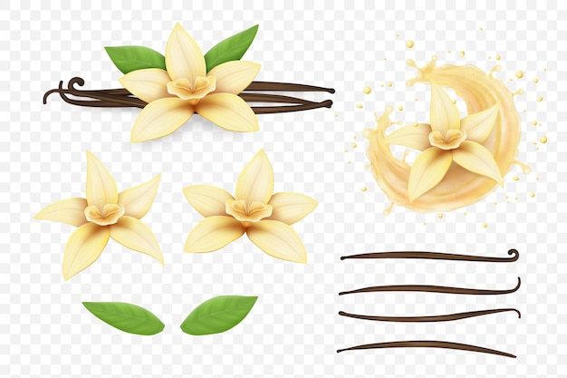 Flor de baunilha Leite salpico vagens de feijão e bastões realistas isolados em elementos de fundo transparente sabor creme perfume aroma gotas líquidas embalagens de alimentos e cosméticos conjunto vetorial