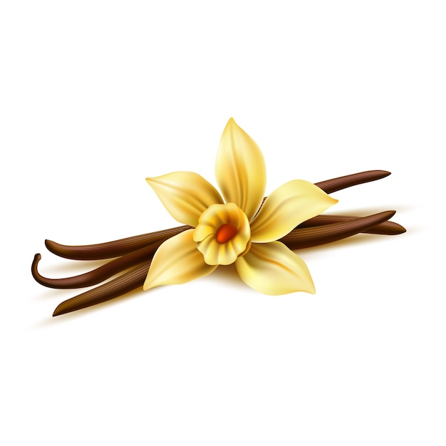 Flor de baunilha realista com pauzinhos secos