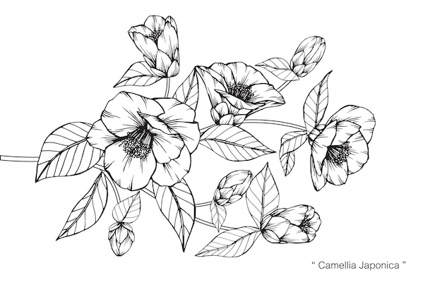 Flor de camélia japonica