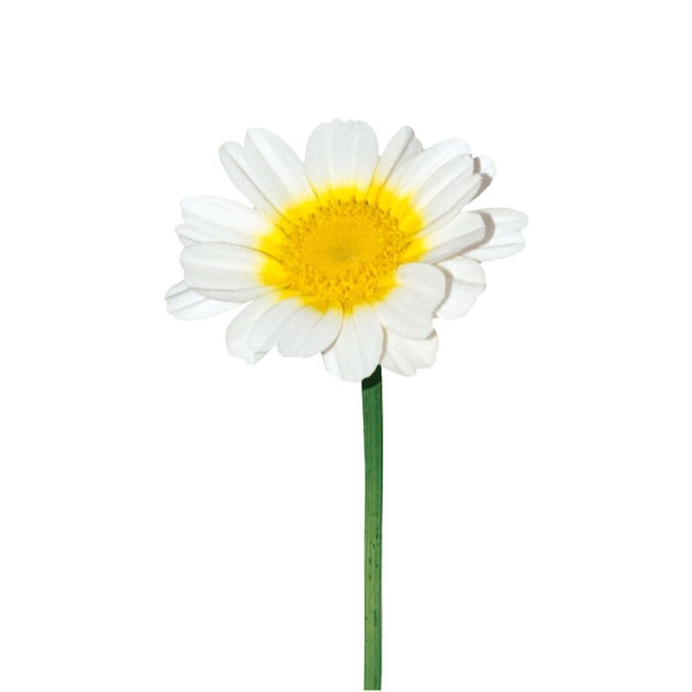 Flor de camomila com caule Gráficos vetoriais