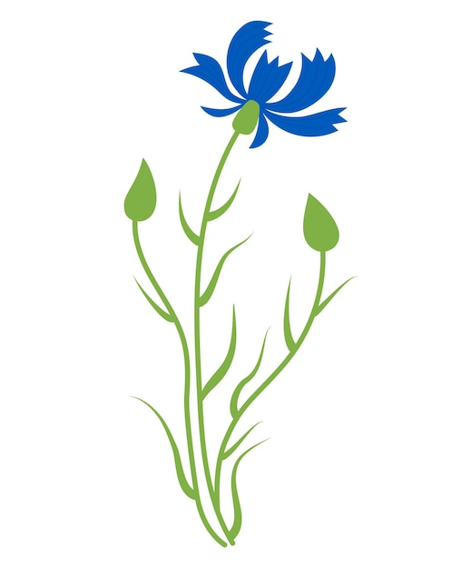 Flor de centáurea azul com botões vector flor silvestre azul para design e decoração imprime capas de cartões postais