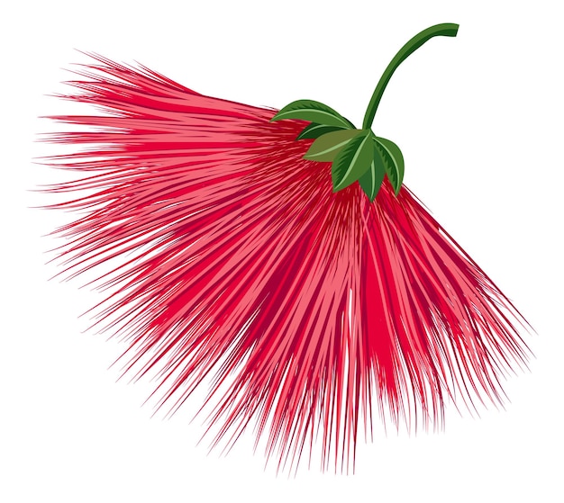 Flor de fogos de artifício vermelha flor exótica da planta calliandra isolada no fundo branco