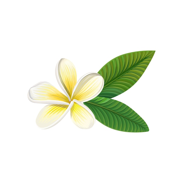 Vetor flor de frangipani com ilustração vetorial de folhas