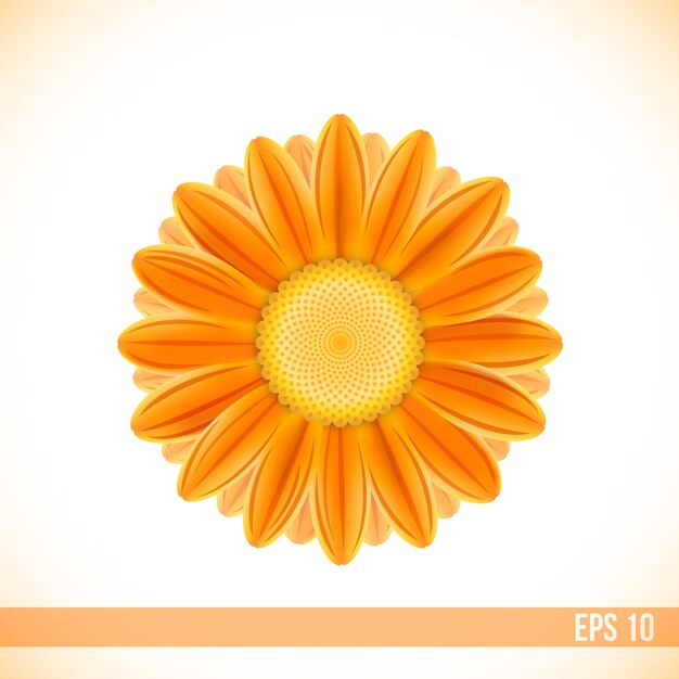 Flor de gerbera cor laranja vector