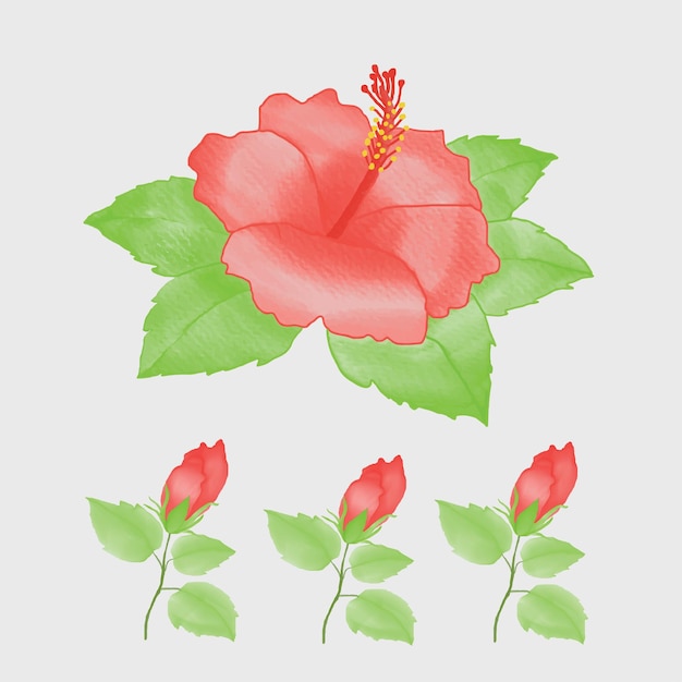 Flor de hibisco de cor de água ou rosa chinesa