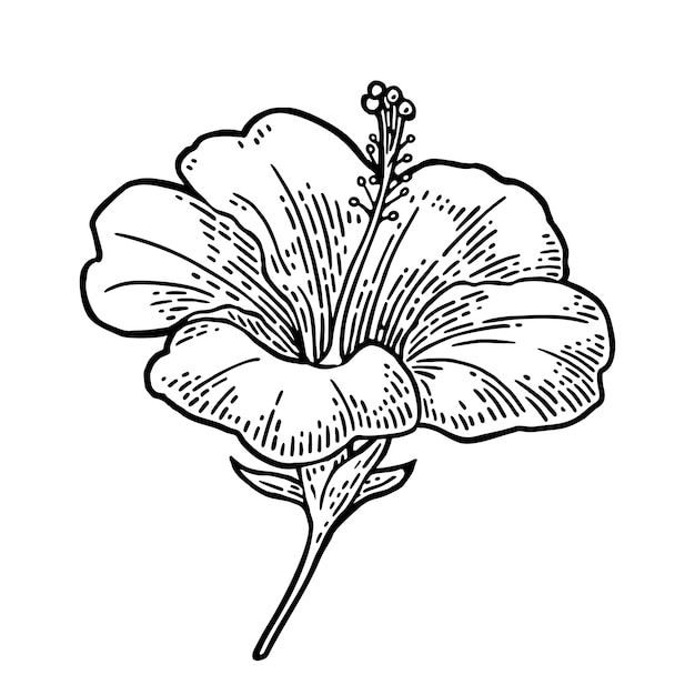 Flor de hibisco. ilustração vintage de gravura preta sobre fundo branco