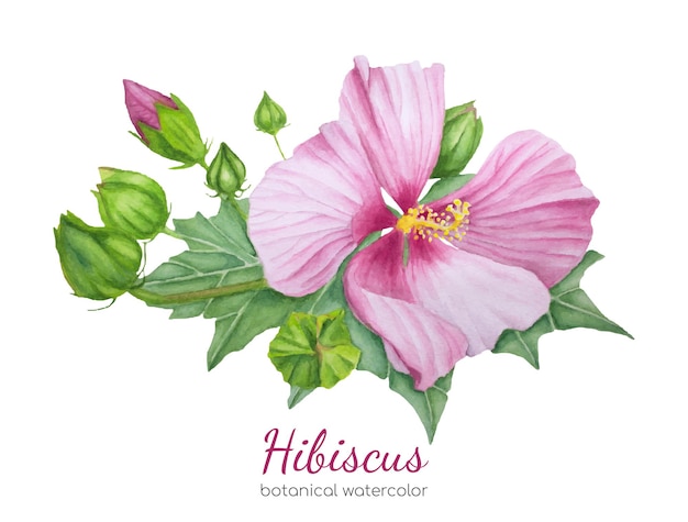 Flor de hibisco pintada à mão em aquarela com ilustração botânica de folhas