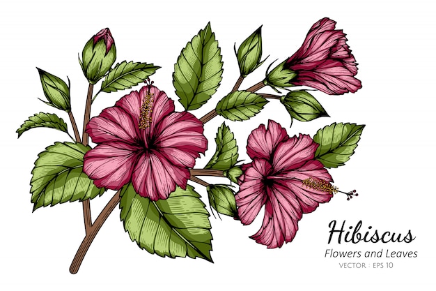 Flor de hibisco rosa e folha desenho ilustração