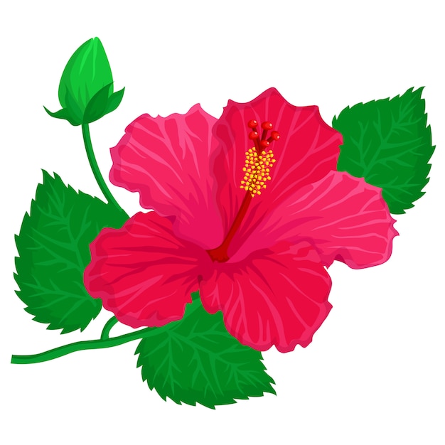 Flor de hibisco