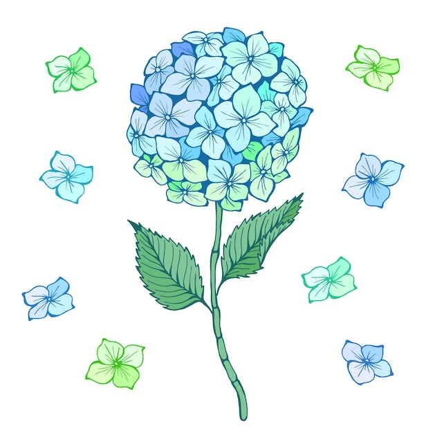 Vetor flor de hortênsia. pétalas, caule e folhas verdes azuis. ilustração em vetor mão desenhada isolada. elemento de pintura muito bonita.
