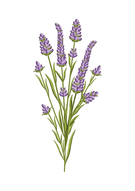 Flor de lavanda Design floral para tecido de decoração de cartaz de cartão postal e outros usos Ilustração isolada em vetor de buquê francês perfumado