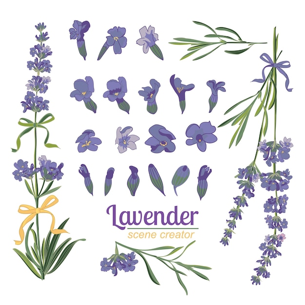 Flor de lavanda em fundo branco ilustração vetorial vintage colorida