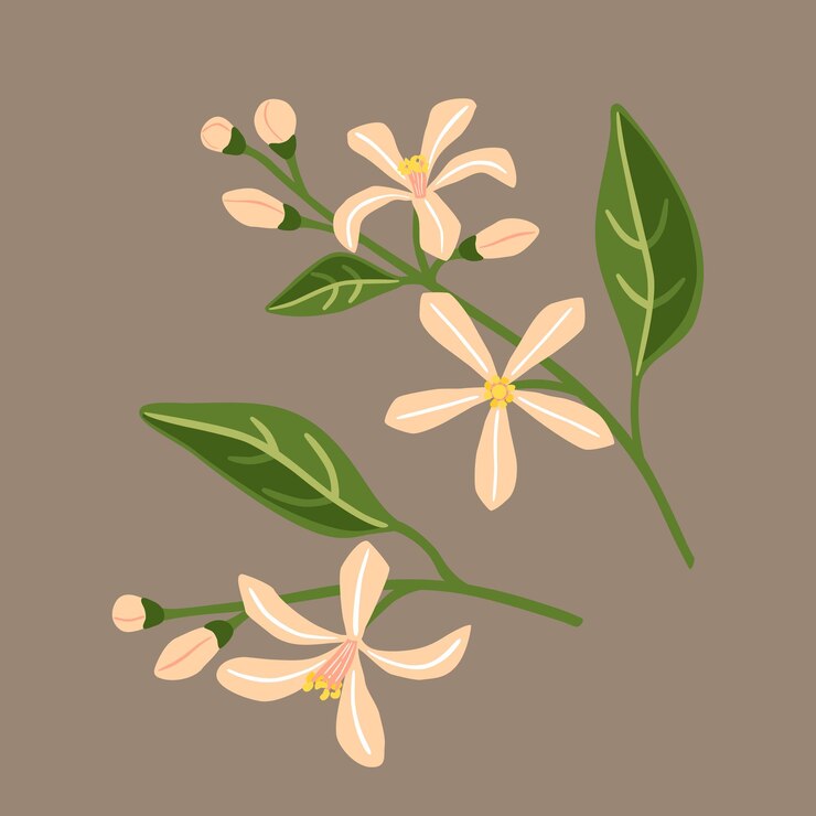 Flor de limão. Ramos com flores cor de rosa. Ilustração em vetor