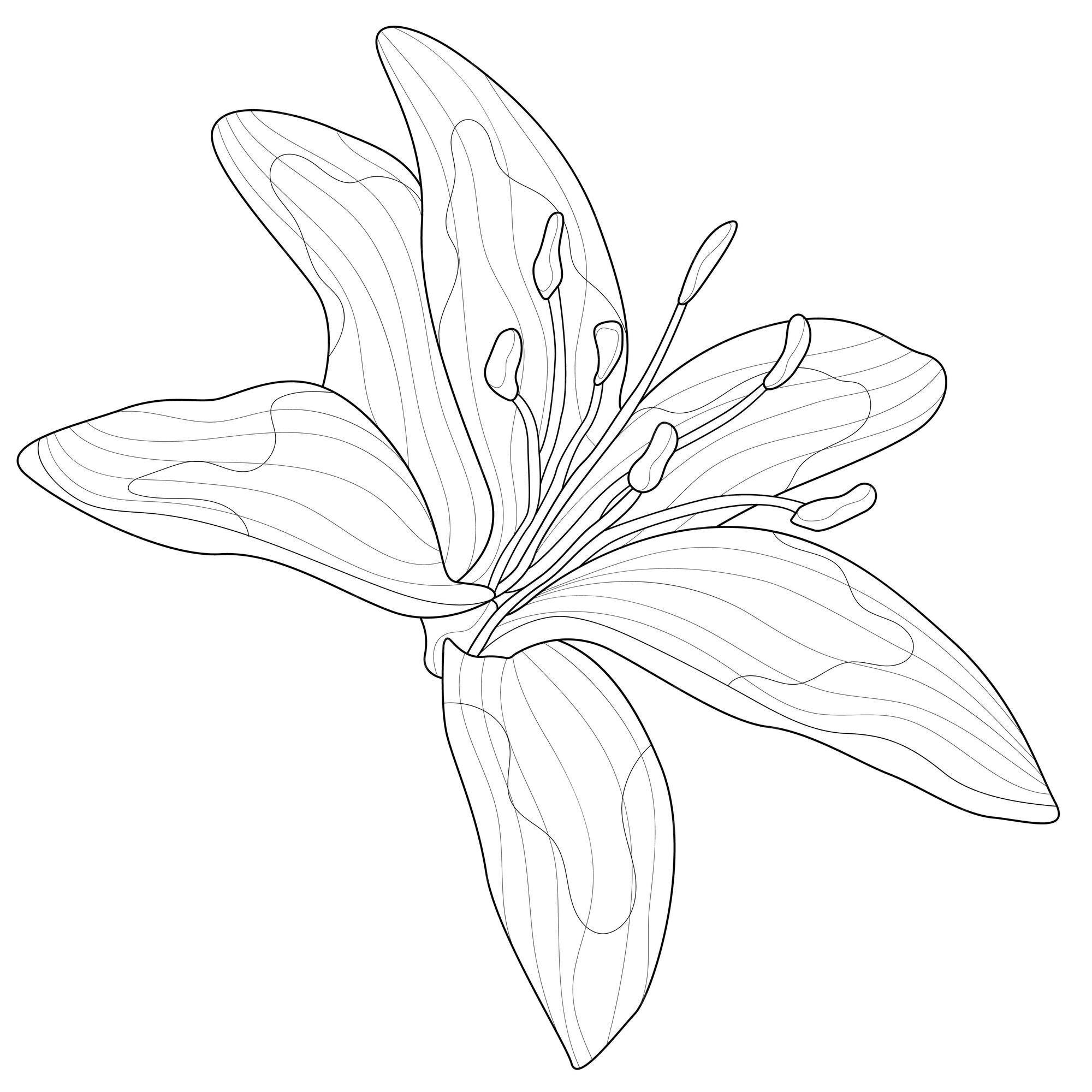 desenhos para colorir de lindas flores de lírio para imprimir. contorno de  lírios. página em preto e branco para livro de colorir. coloração  anti-stress. flores de arte de linha 13368547 Vetor no