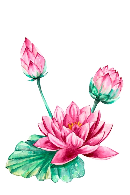 Flor de lótus rosa e roxo nenúfar, aquarela ilustração vetorial, isolada