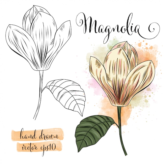 Flor de magnólia aquarela arte botânica