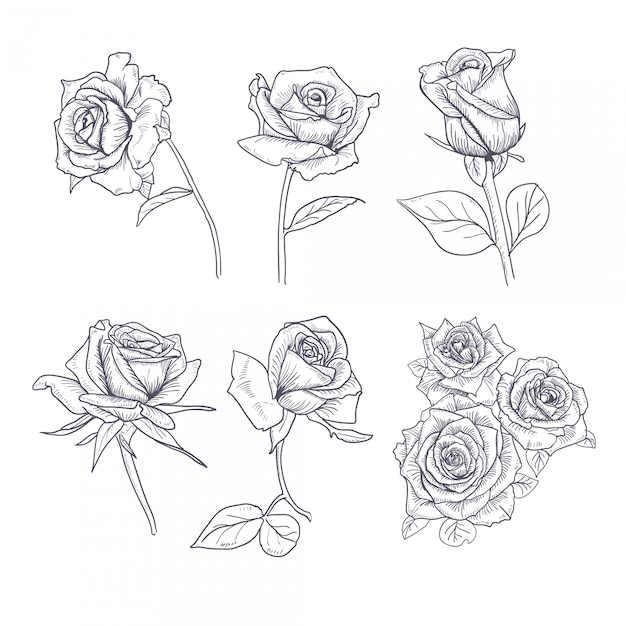 Flor de mão desenhada conjunto Rose coleção
