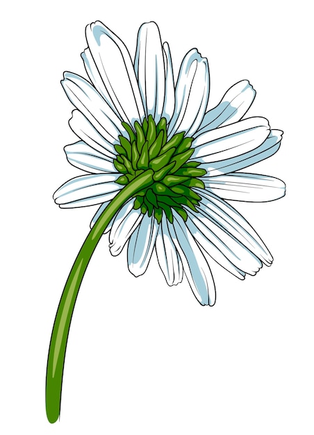 Flor de margarida em fundo branco ilustração vetorial para o seu desenho