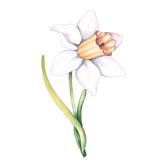 Flor de narciso em aquarela isolada no fundo branco