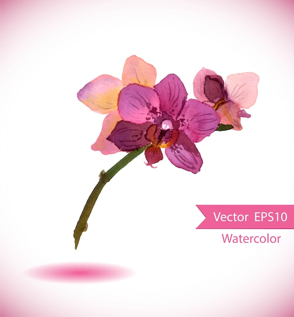 Vetor flor de orquídea em aquarela