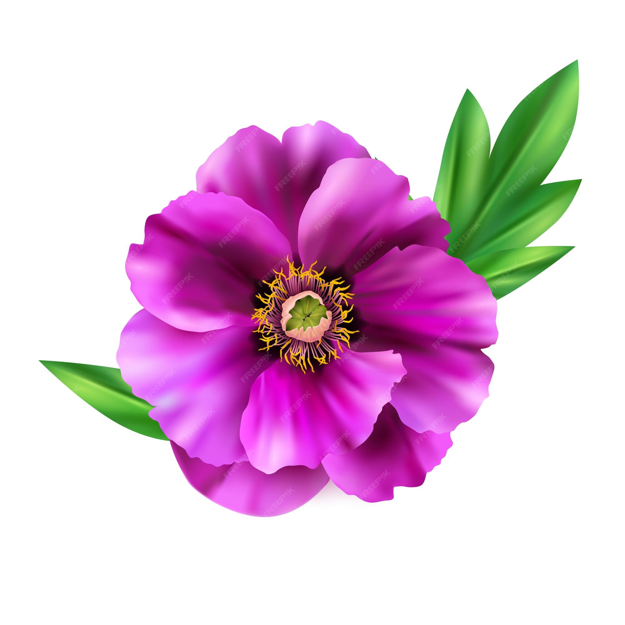 Lindas Flores Cor-de-rosa Se Fecham. a Peônia é Um Gênero De Herbáceas  Perenes E Arbustos Caducos Como Peões Ilustração Stock - Ilustração de  roxo, presente: 273128656