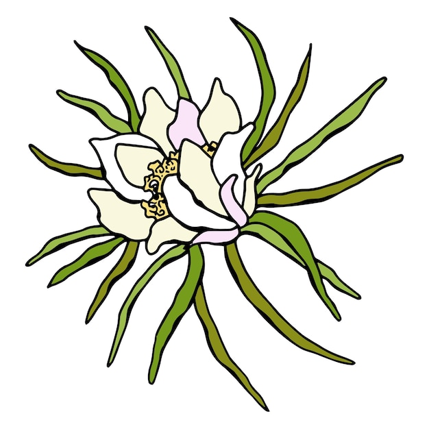 Flor de pitaya. fundo branco, isolar. estilo de desenho animado. ilustração vetorial.