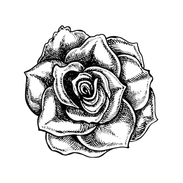 Flor de rosa gráfica vetorial ilustração em preto e branco Um elemento de design de um cartão de flor um convite de casamento Para embalagens e rótulos cartazes e panfletos impressões e banners