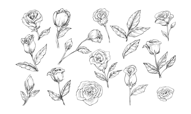 flor de rosas gravura de coleção desenhada à mão