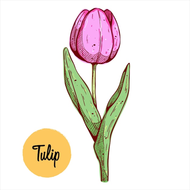 Flor de tulipa com desenho de mão ou estilo de esboço. flor colorida com ilustração de arte de linha
