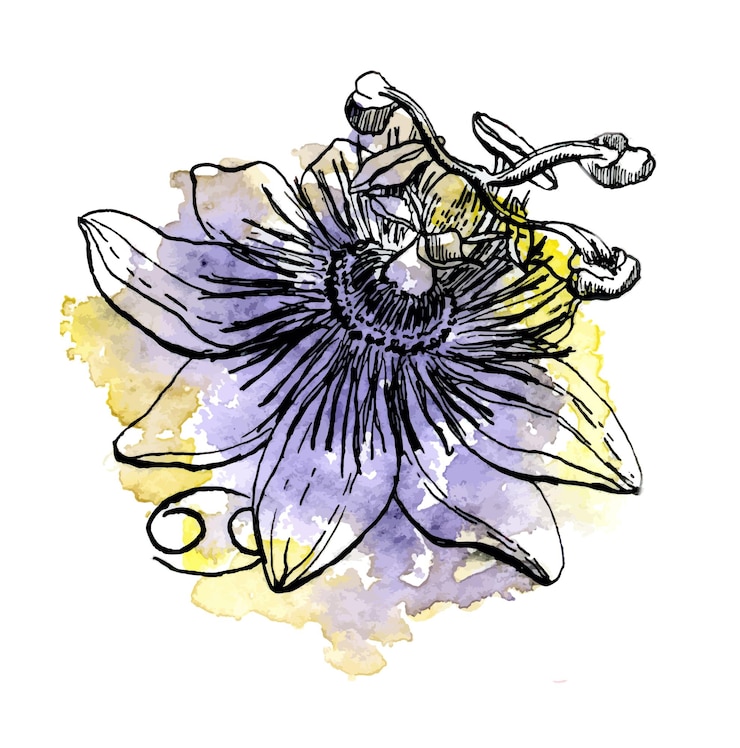 Vetor flor desenhada à mão em aquarela e tinta