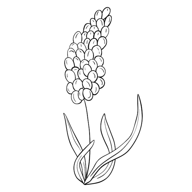 Flor desenhada à mão isolada no fundo branco elemento de verão floral vetor ilustração de esboço de doodle decorativo