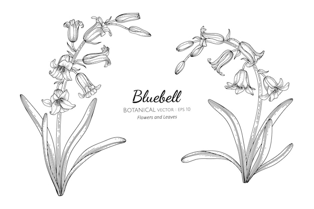 Flor e folha bluebell mão desenhada ilustração botânica com arte de linha.