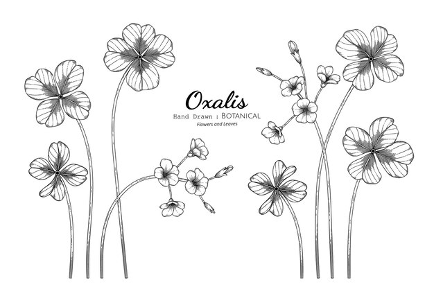 Flor e folha de oxalis mão desenhada ilustração botânica com arte de linha.