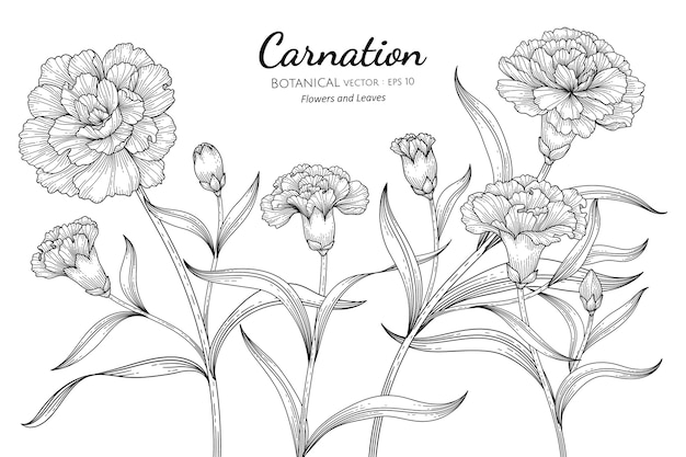 Flor e folha do cravo na ilustração botânica desenhada à mão