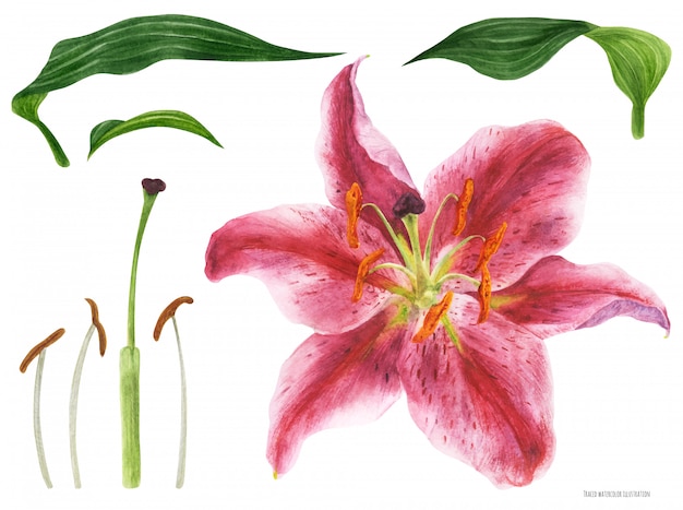 Flor e pistilo de lily stargazer asiática