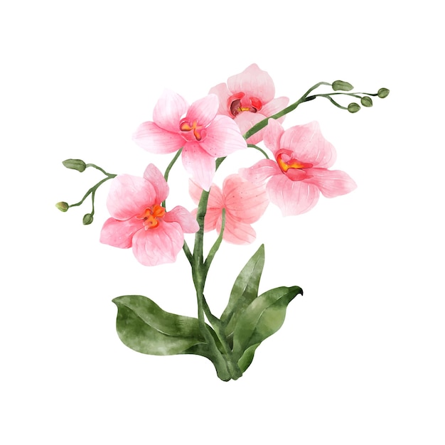 Flor em aquarela de orquídea rosa sobre fundo branco Flores tropicais isoladas Flores cor de rosa vintage pintando ilustração vetorial