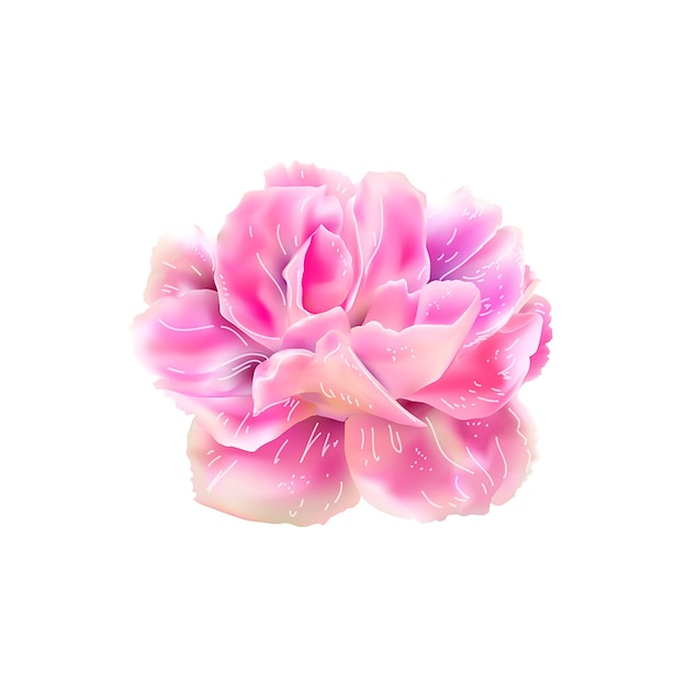 Flor fotorrealista rosa isolada em fundo branco