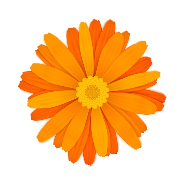 Vetor flor gerbera laranja colorida brilhante em branco