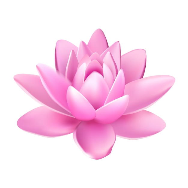 Flor isolada vetorial de lótus com pétalas rosa claras com reflexão sobre fundo branco