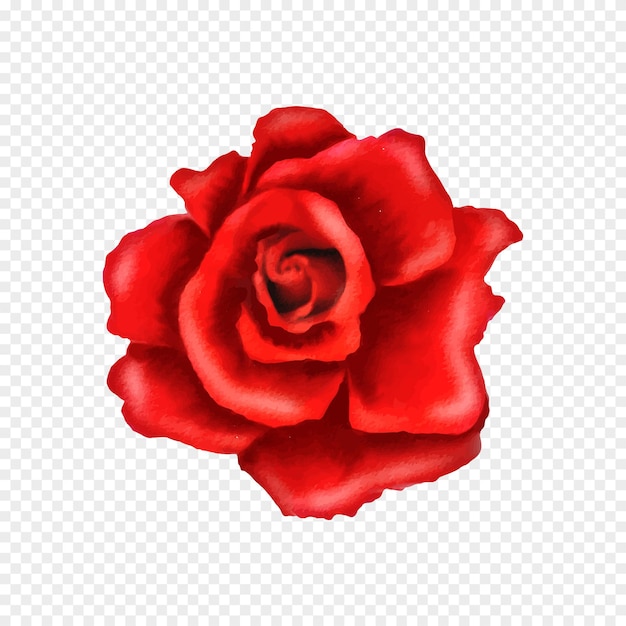 Flor rosa vermelha