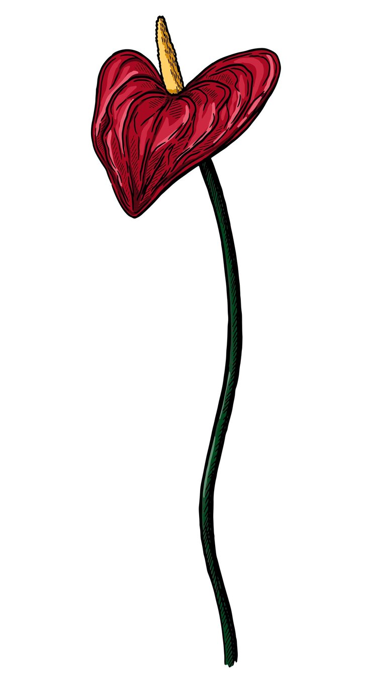 Vetor flor tropical de antúrio esboço botânico de planta exótica ilustração vetorial desenhada à mão clipart colorido vintage isolado no fundo branco